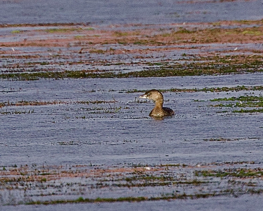 Pied-billed Grebe - ML642080076