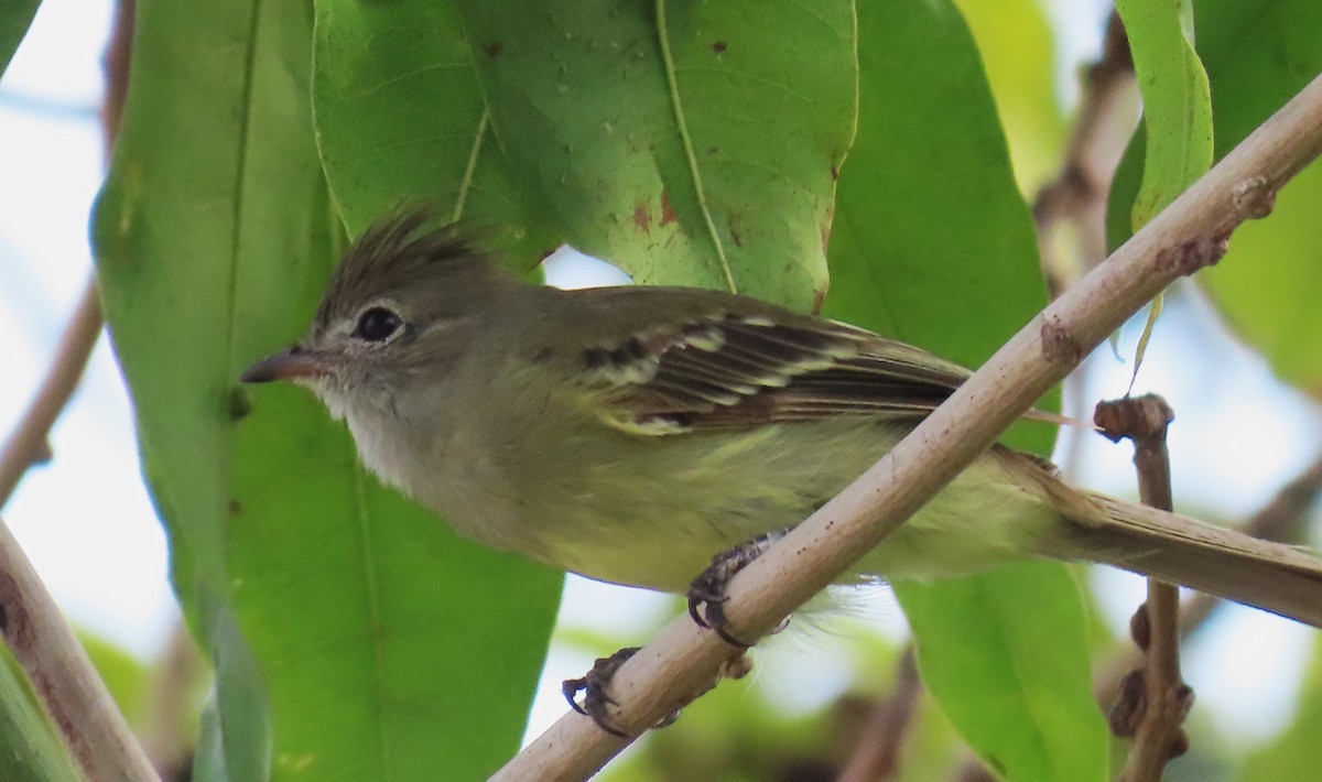 Yellow-bellied Elaenia - ML642080078