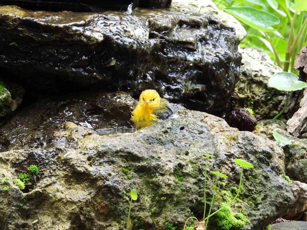 Prothonotary Warbler - ML642080080