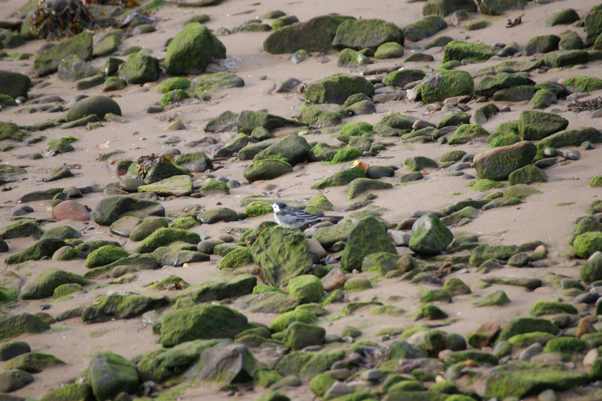 White Wagtail (British) - ML642080081