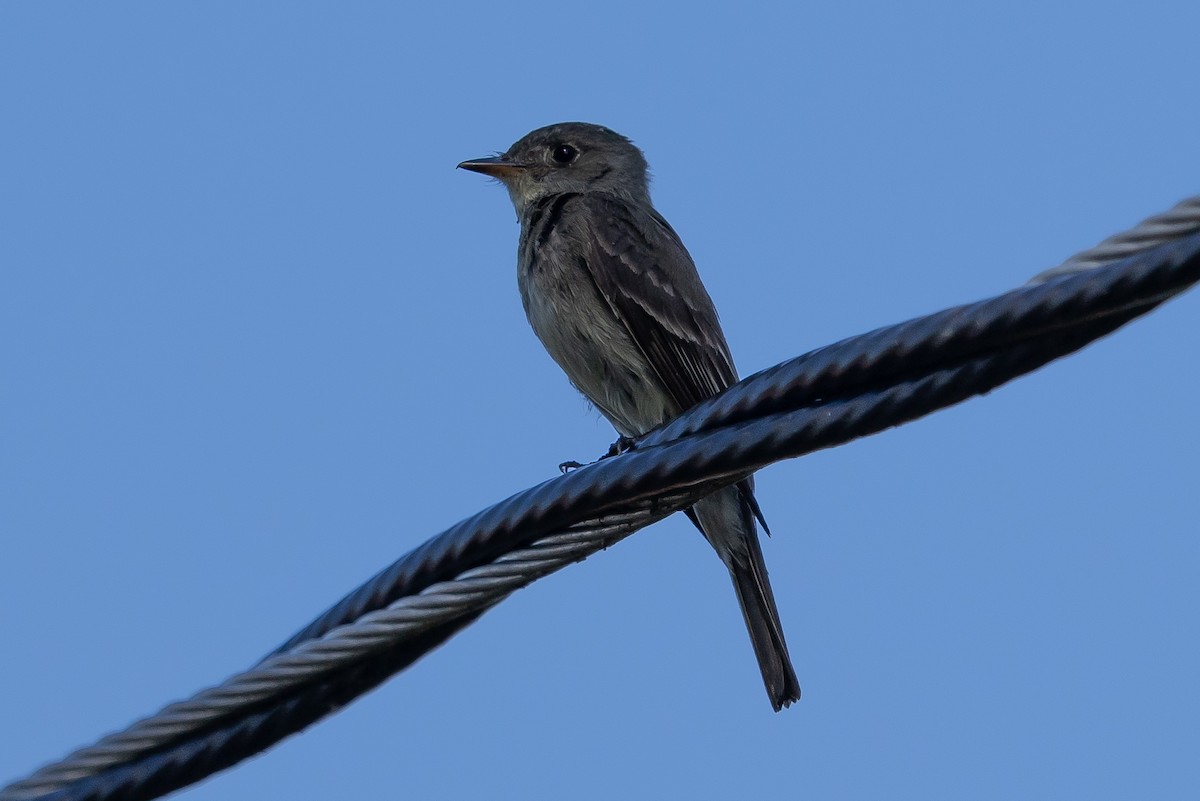 Eastern Phoebe - ML642080083