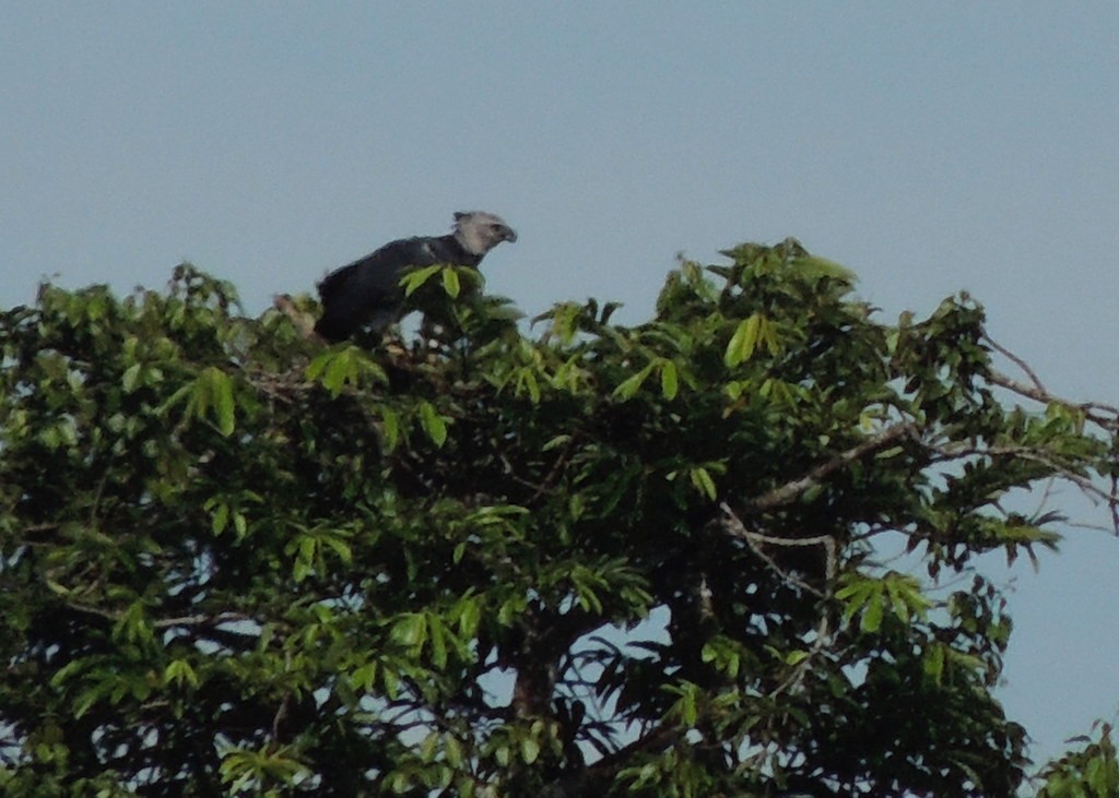 Harpy Eagle - ML642080087