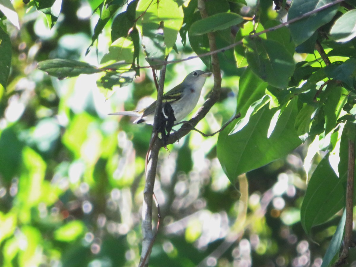 Chestnut-sided Warbler - ML642080088