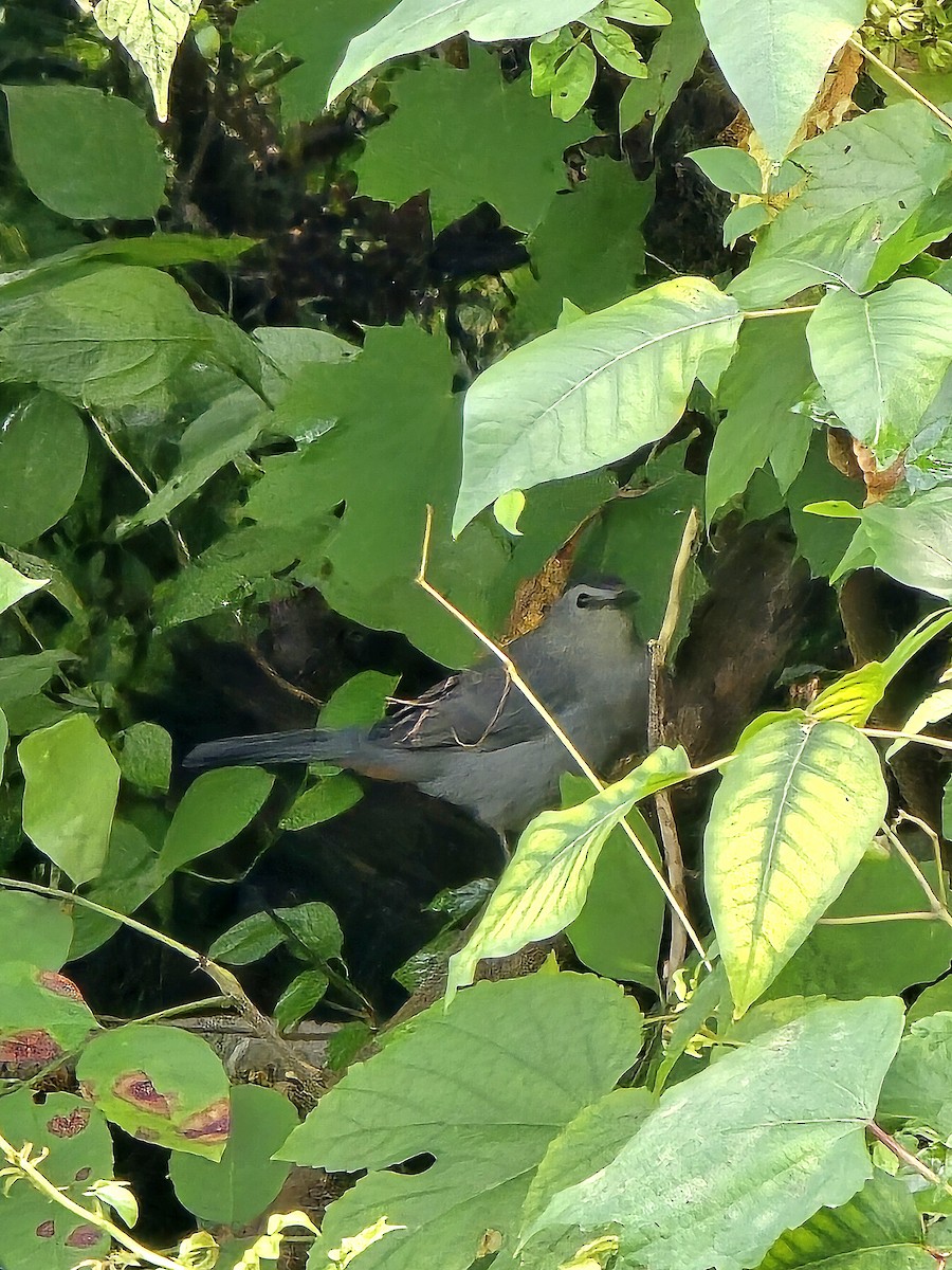 Gray Catbird - ML642080092