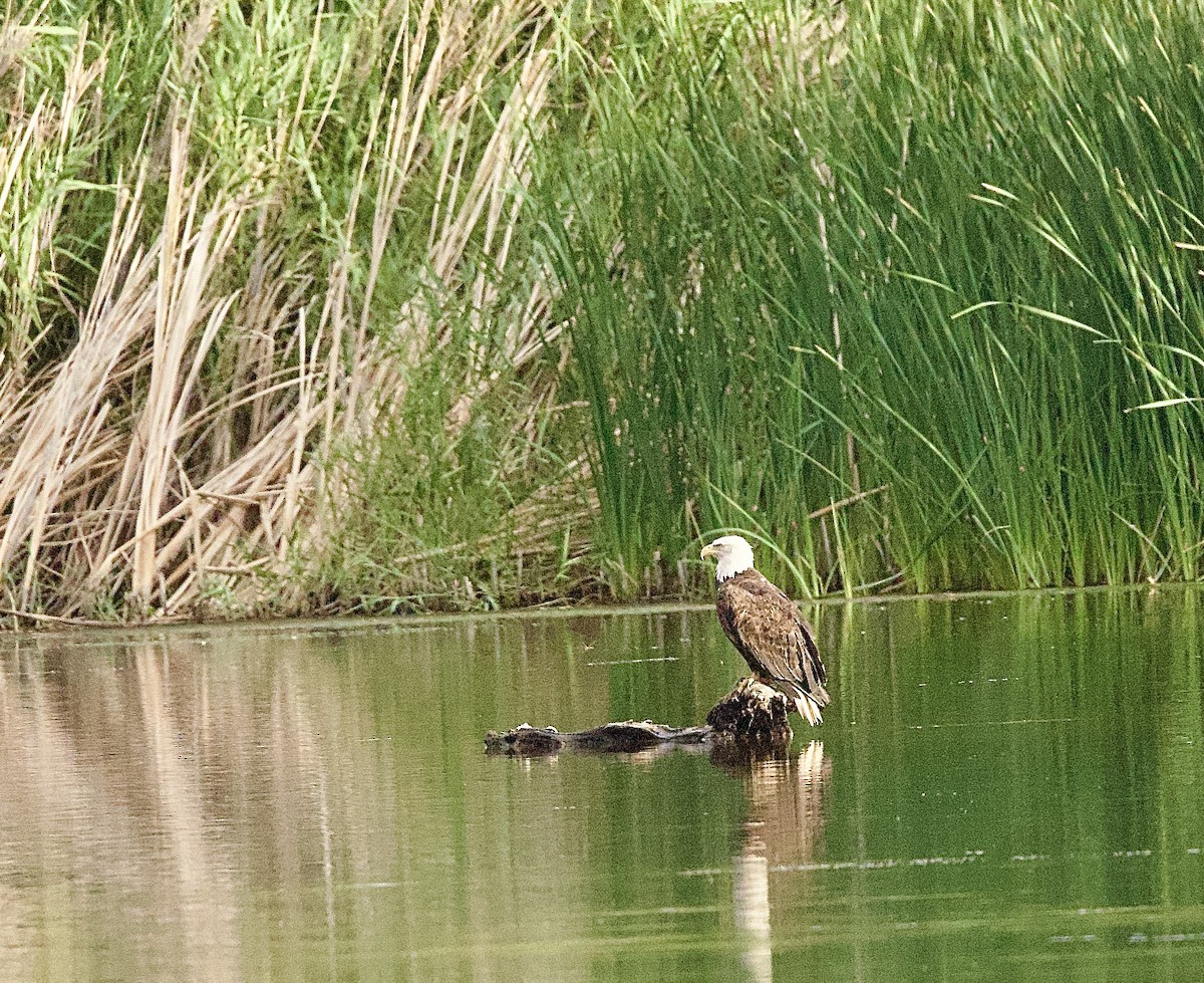 Bald Eagle - ML642080094