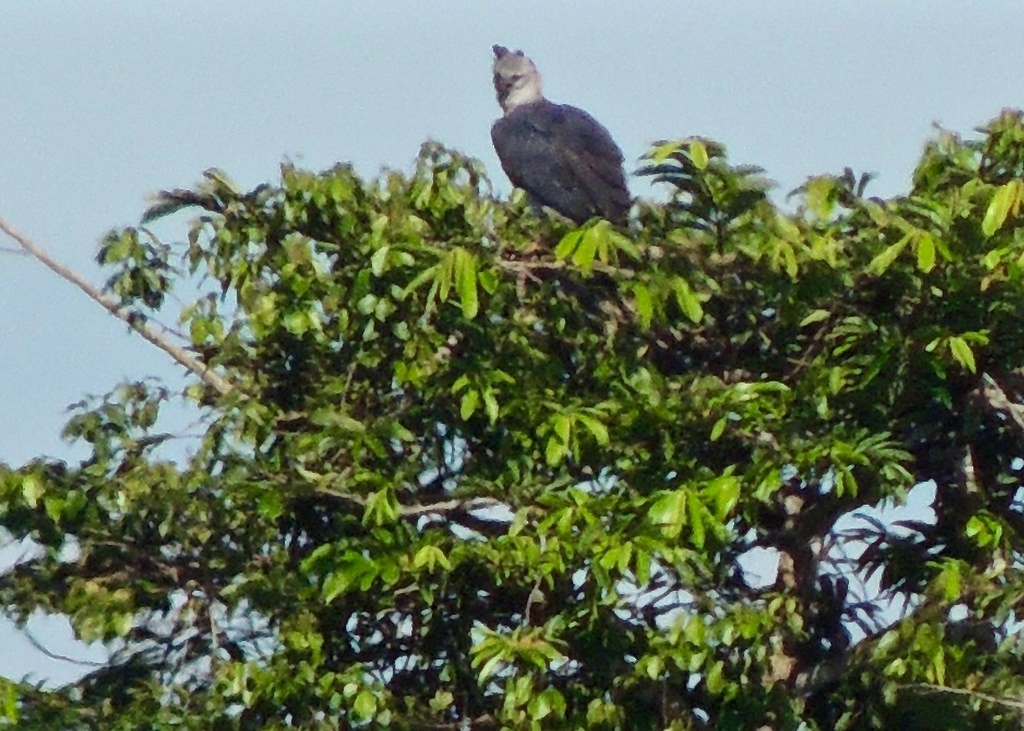Harpy Eagle - ML642080095
