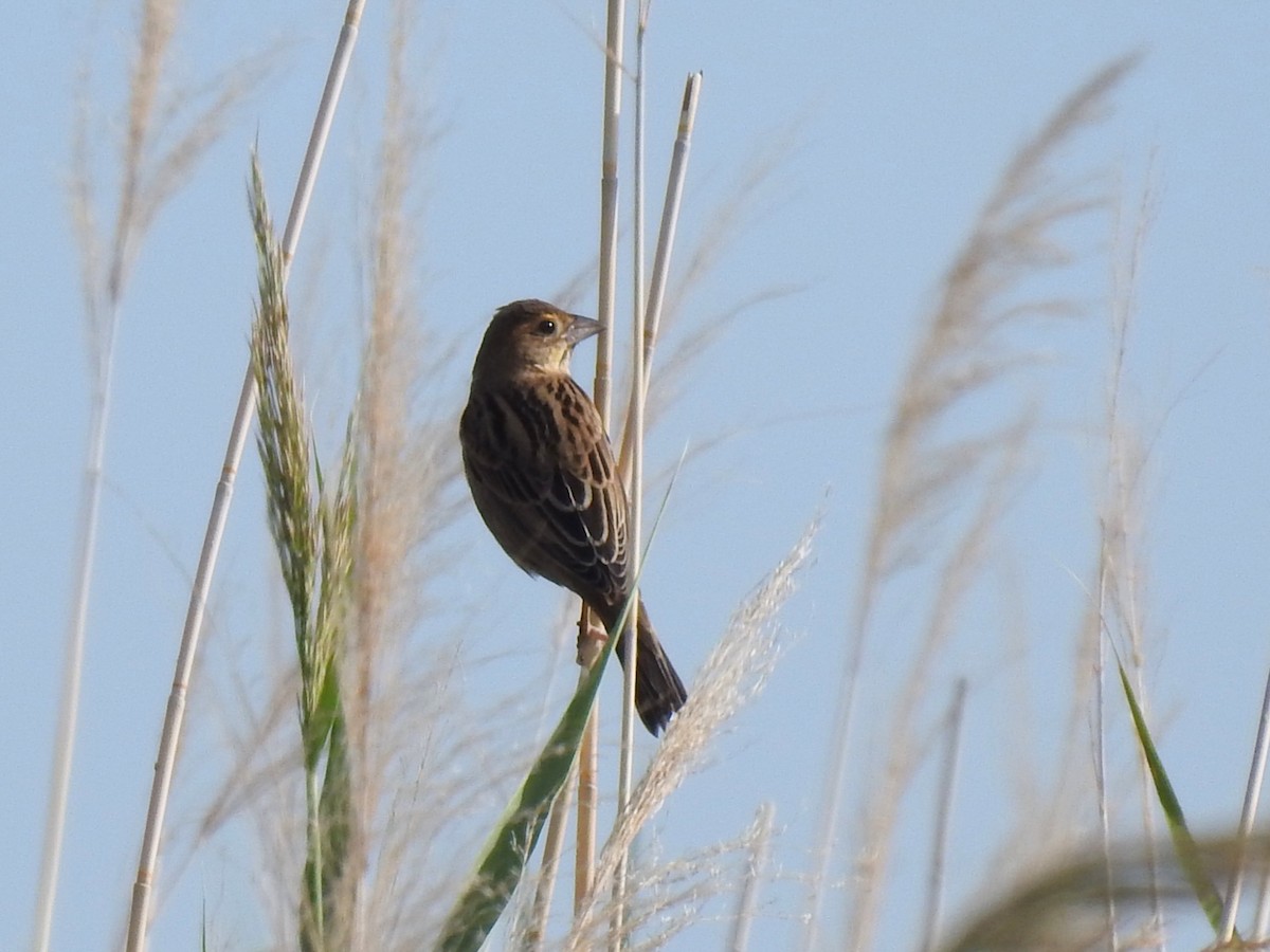 Dickcissel - ML642080096