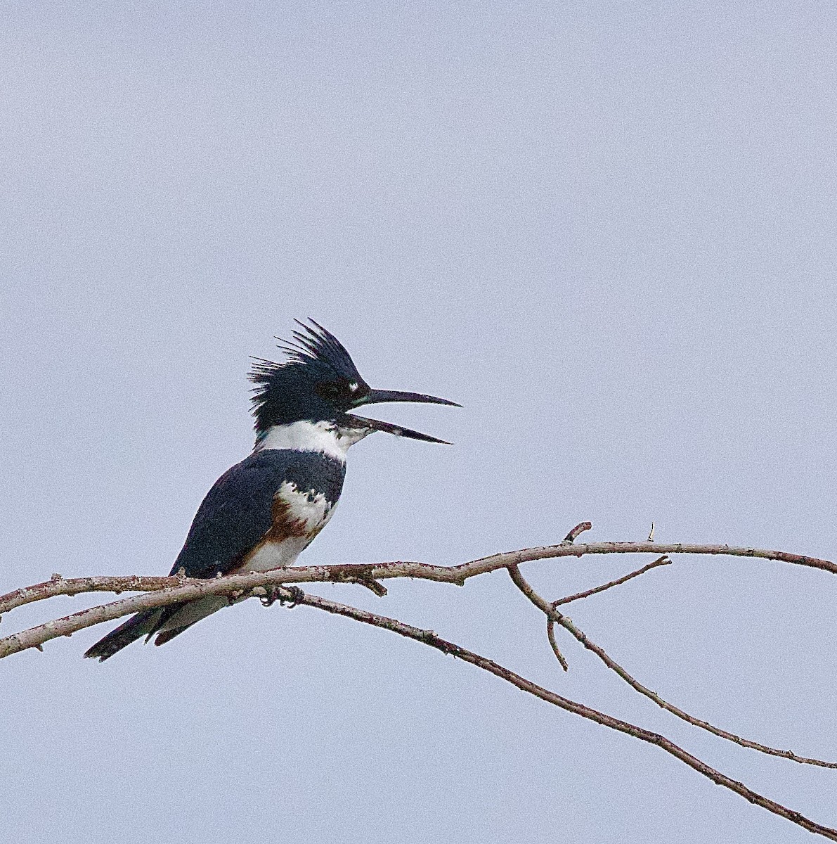 Belted Kingfisher - ML642080098