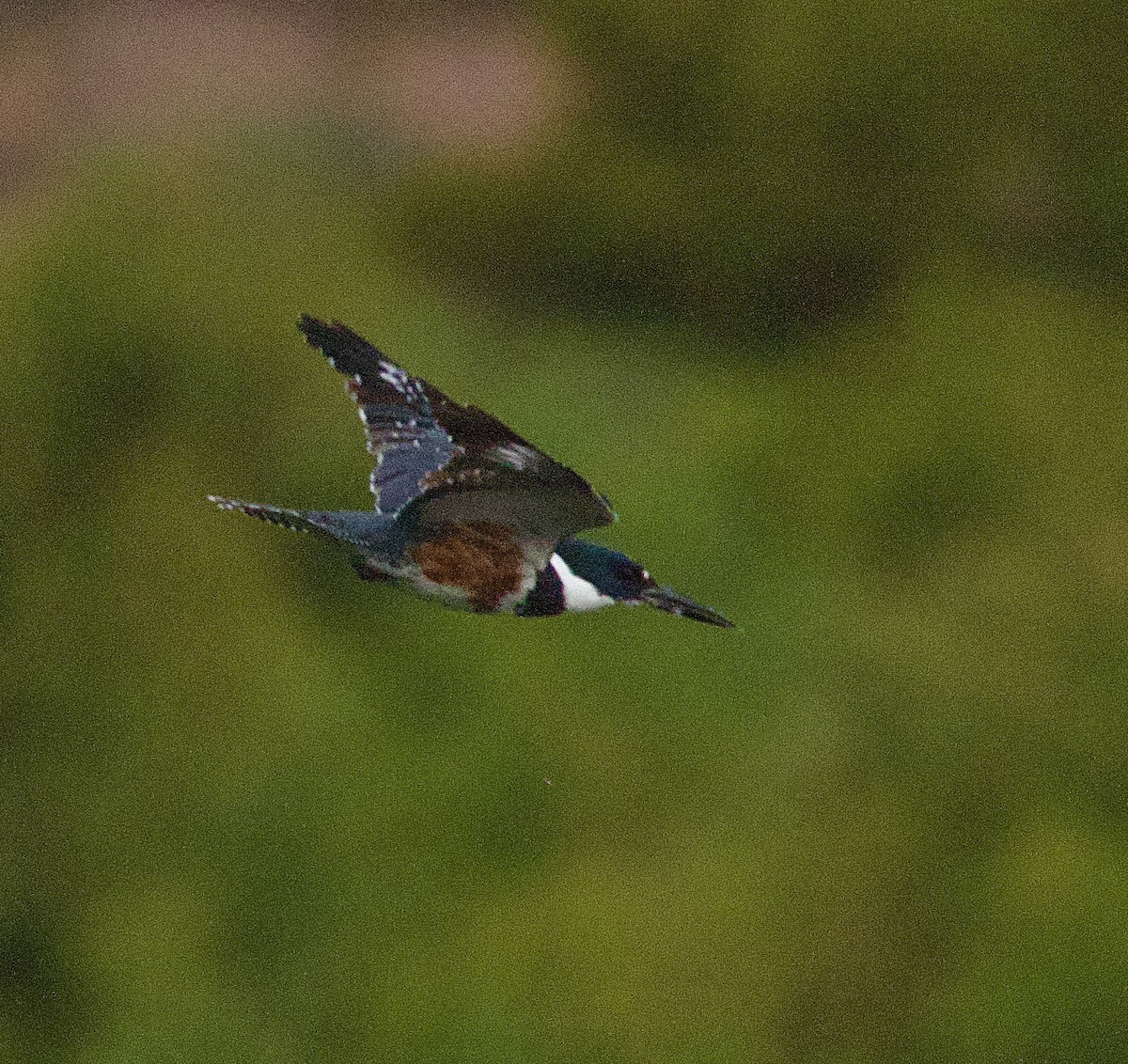 Belted Kingfisher - ML642080099