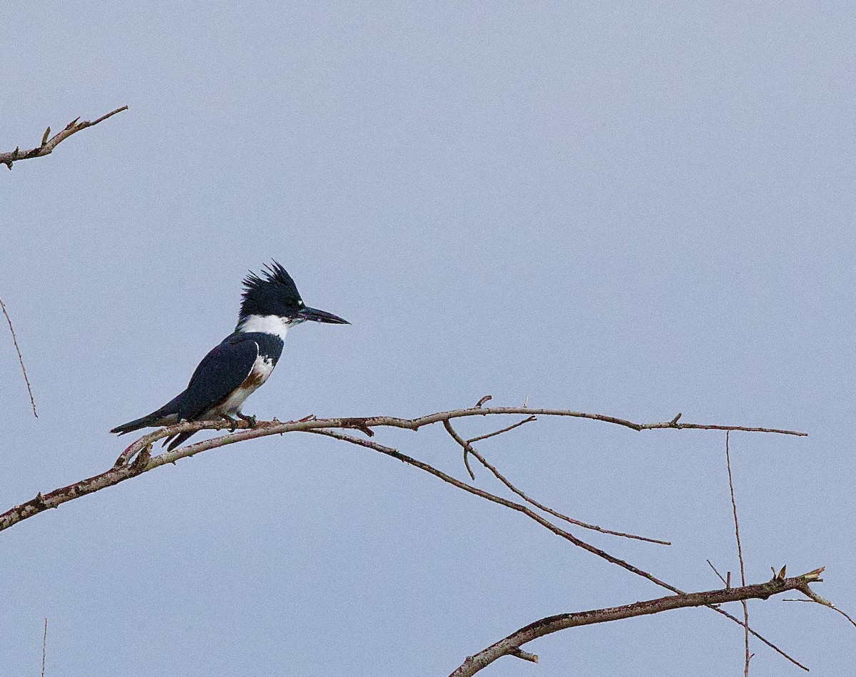 Belted Kingfisher - ML642080100