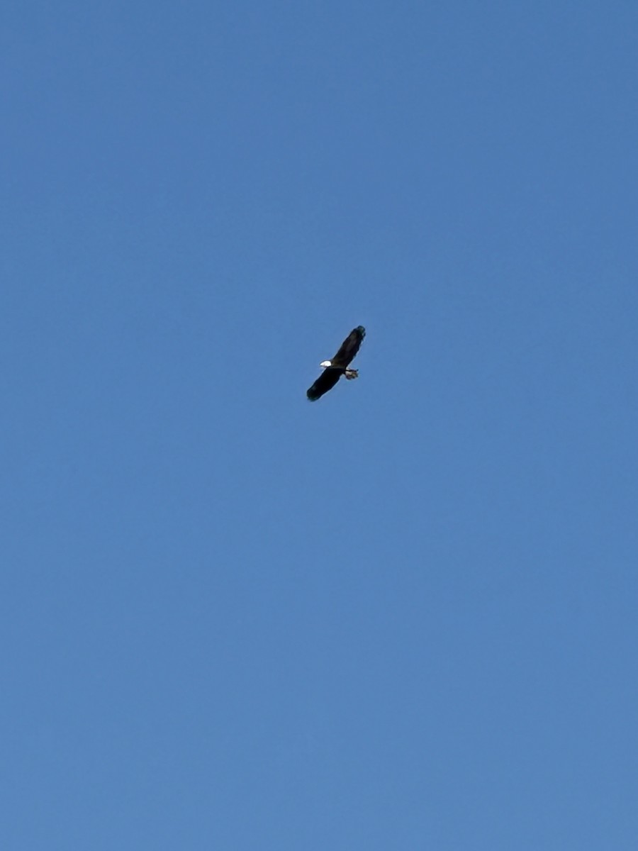 Bald Eagle - ML642080101