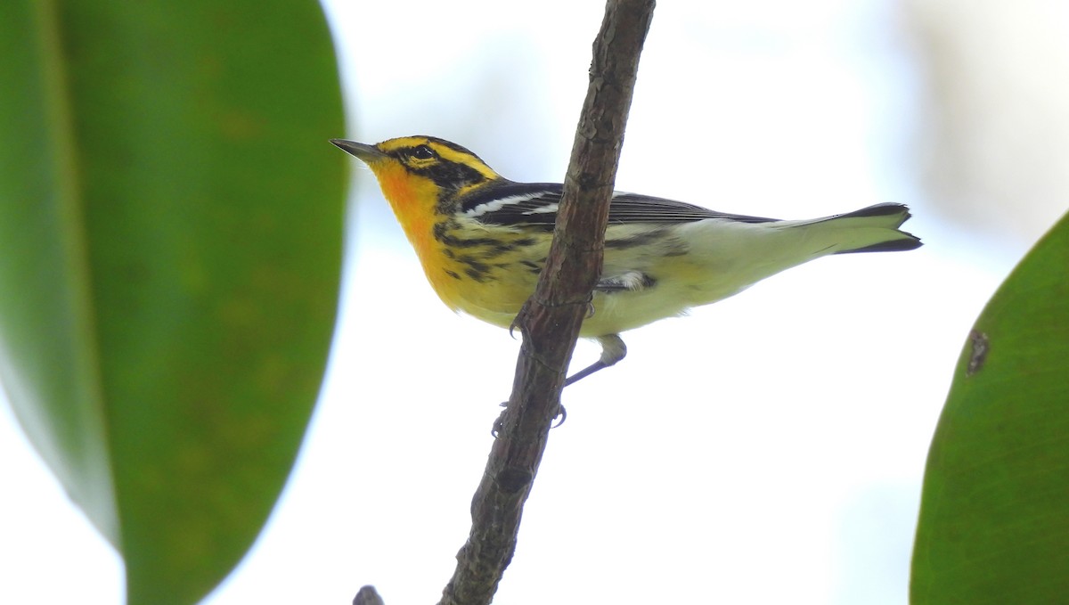 Blackburnian Warbler - ML642080106