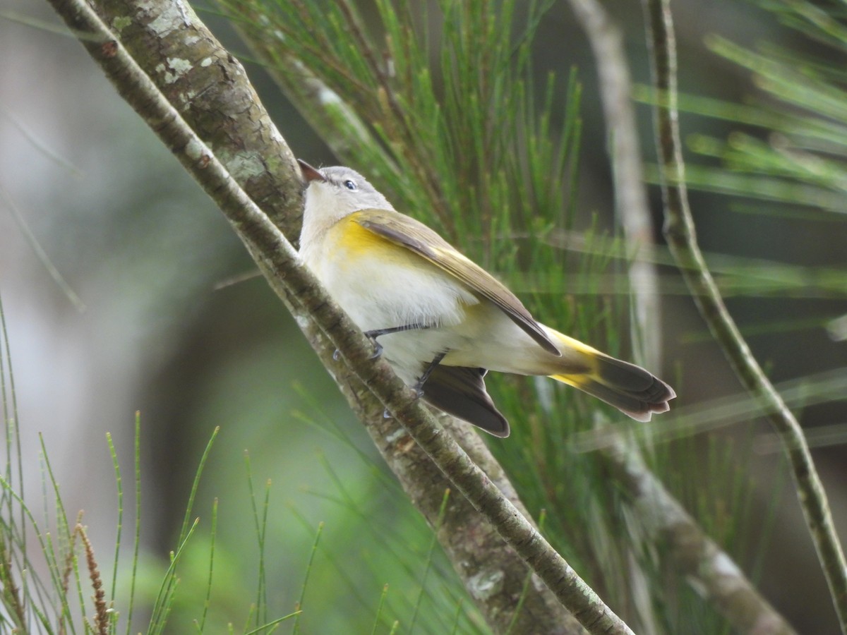 American Redstart - ML642080110