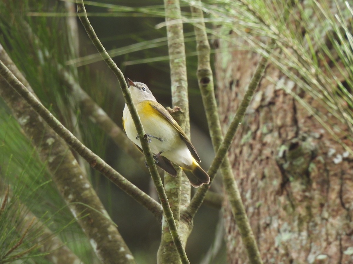 American Redstart - ML642080111