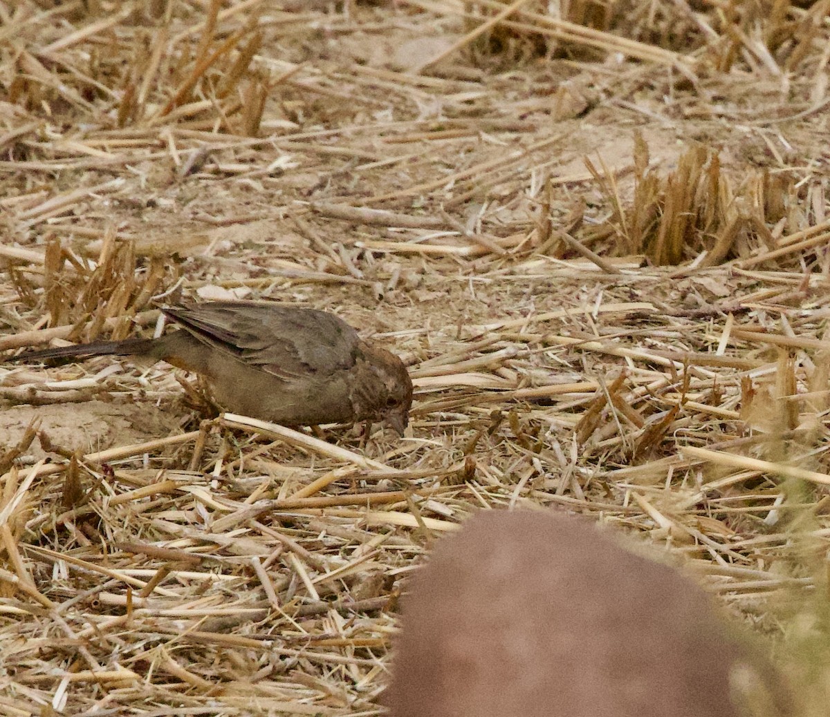 Canyon Towhee - ML642080118