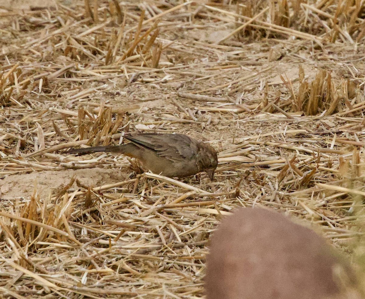 Canyon Towhee - ML642080119