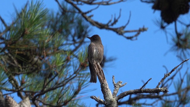 Olive-sided Flycatcher - ML642080144