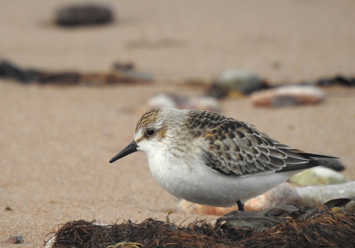Semipalmated Sandpiper - ML642080153