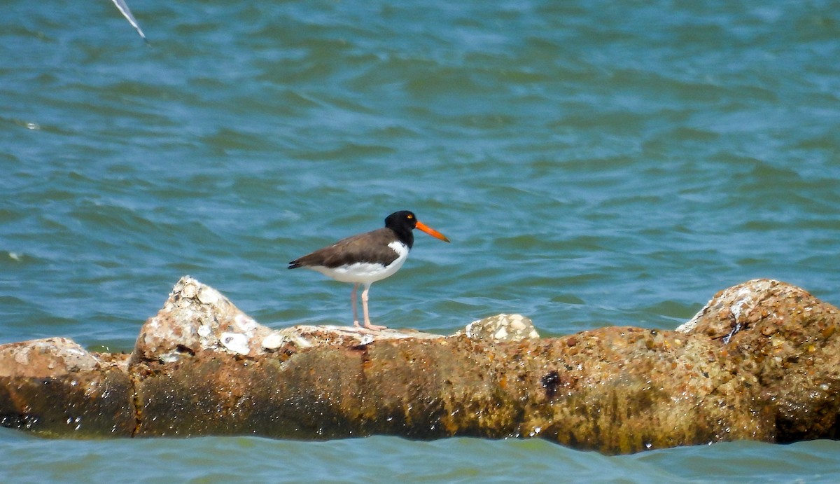American Oystercatcher - ML642080159
