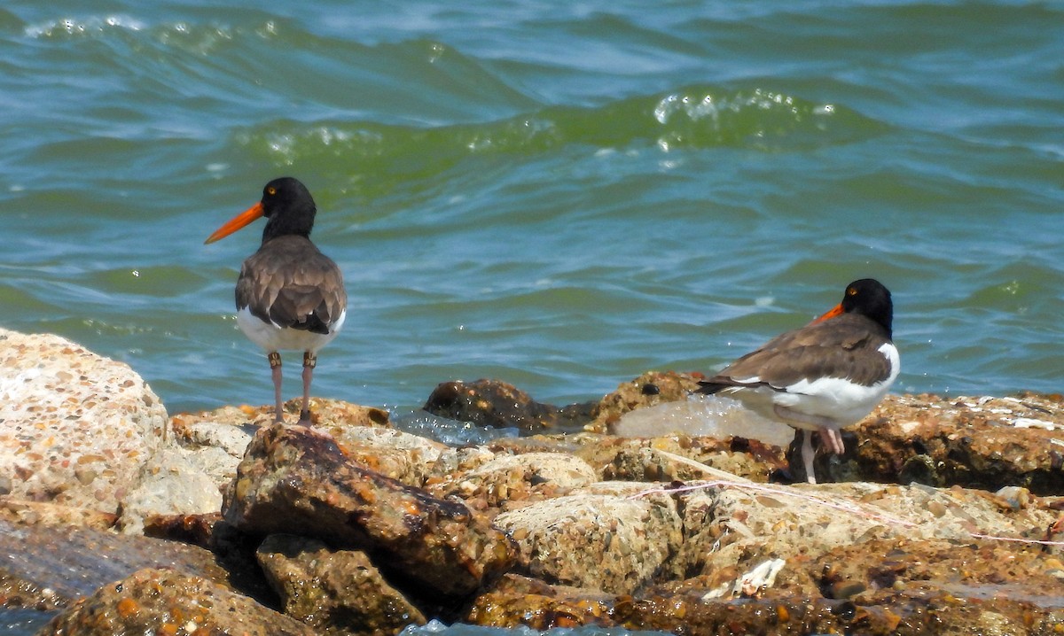 American Oystercatcher - ML642080160