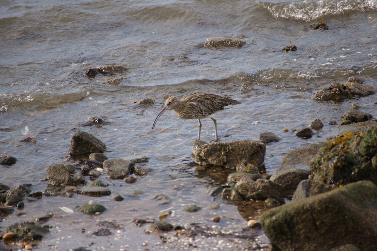 Eurasian Curlew - ML642080175