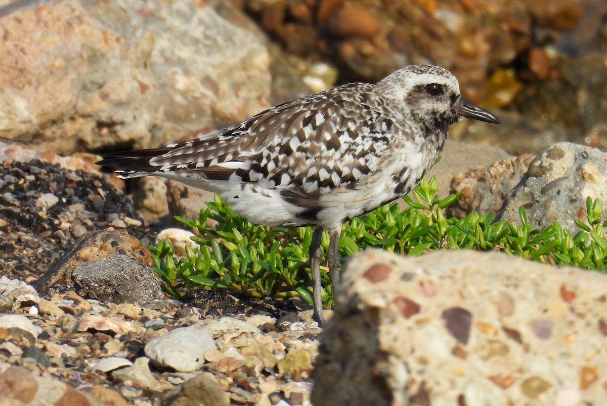 Txirri grisa - ML642080180
