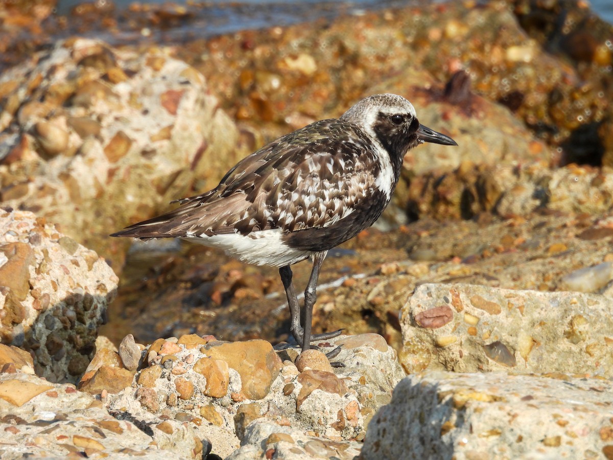 Txirri grisa - ML642080182