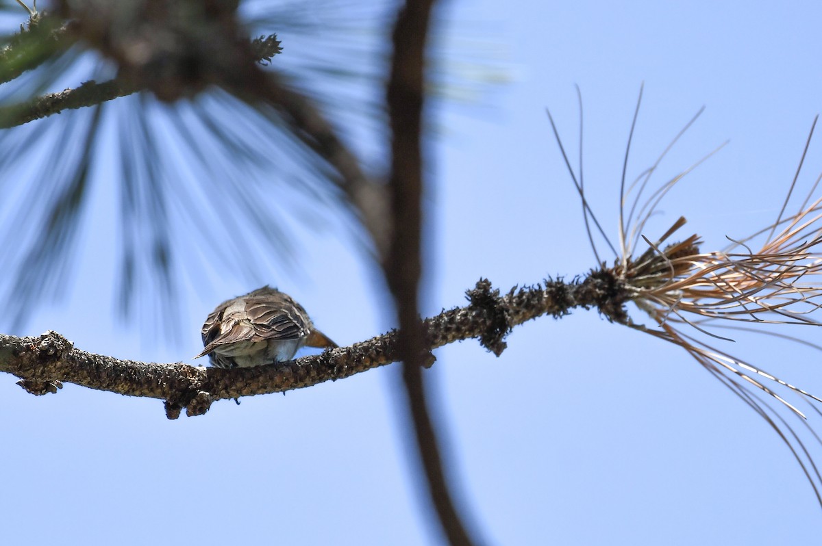 Greater Pewee - ML642080184