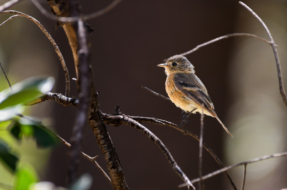 Buff-breasted Flycatcher - ML642080186