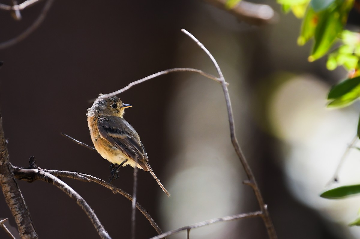 Buff-breasted Flycatcher - ML642080187