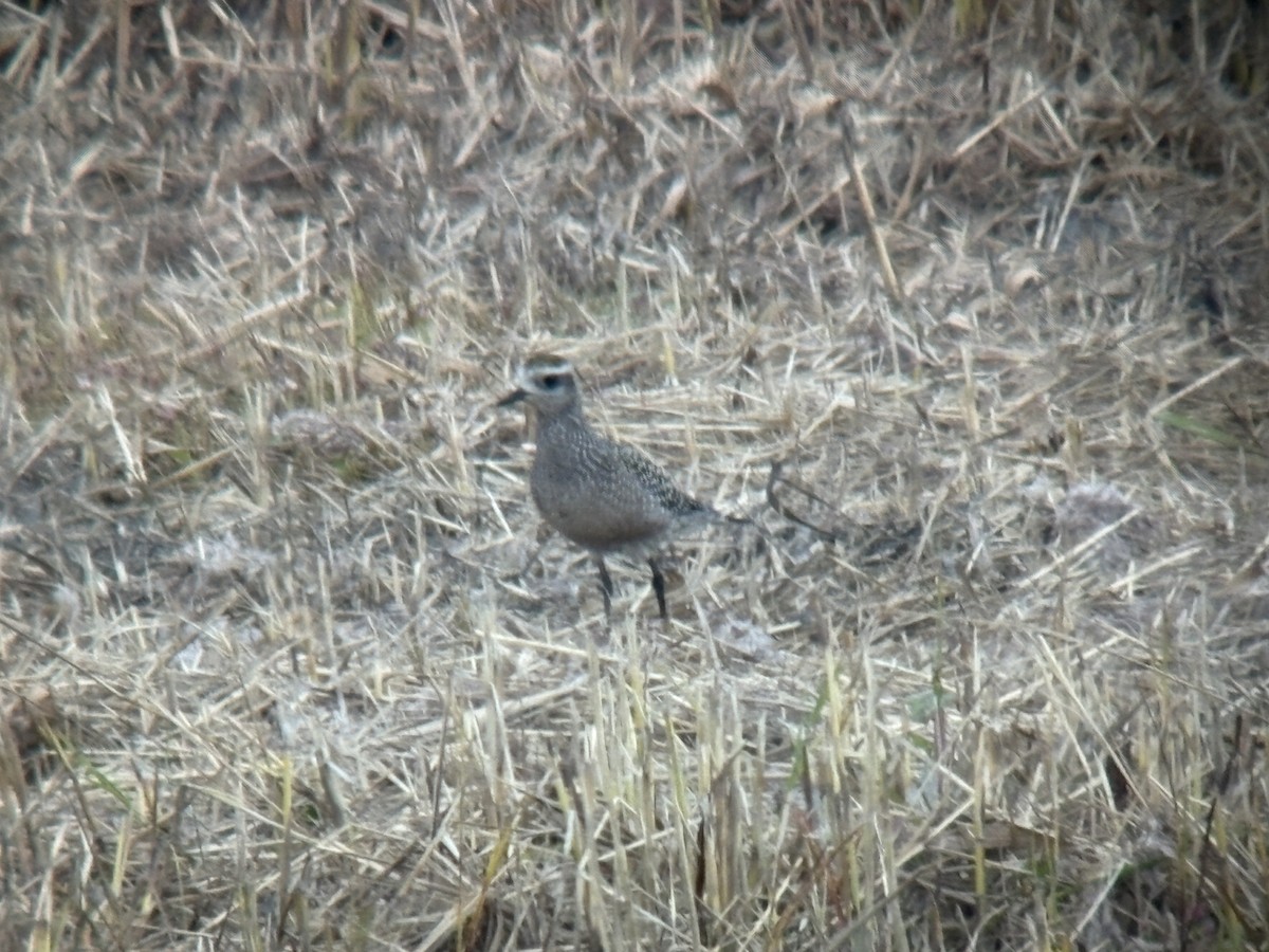 American Golden-Plover - ML642080188