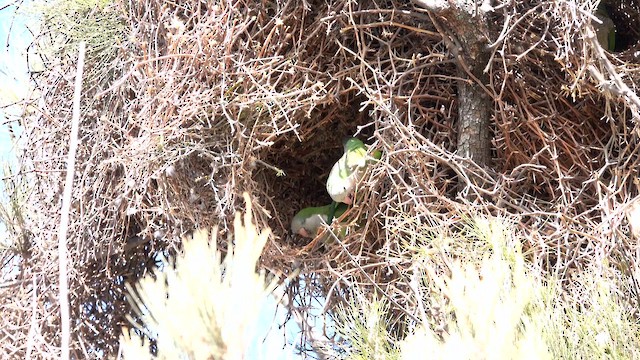 Monk Parakeet - ML642080189