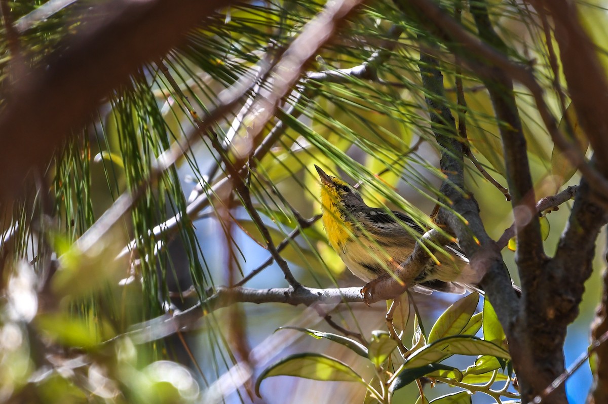 Grace's Warbler - ML642080211