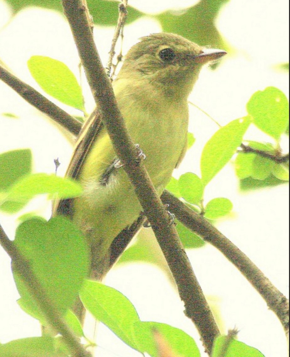 Moucherolle vert - ML642080212