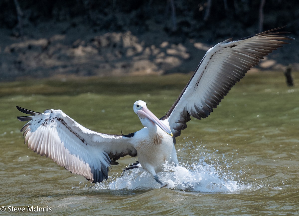 Australian Pelican - ML642080238