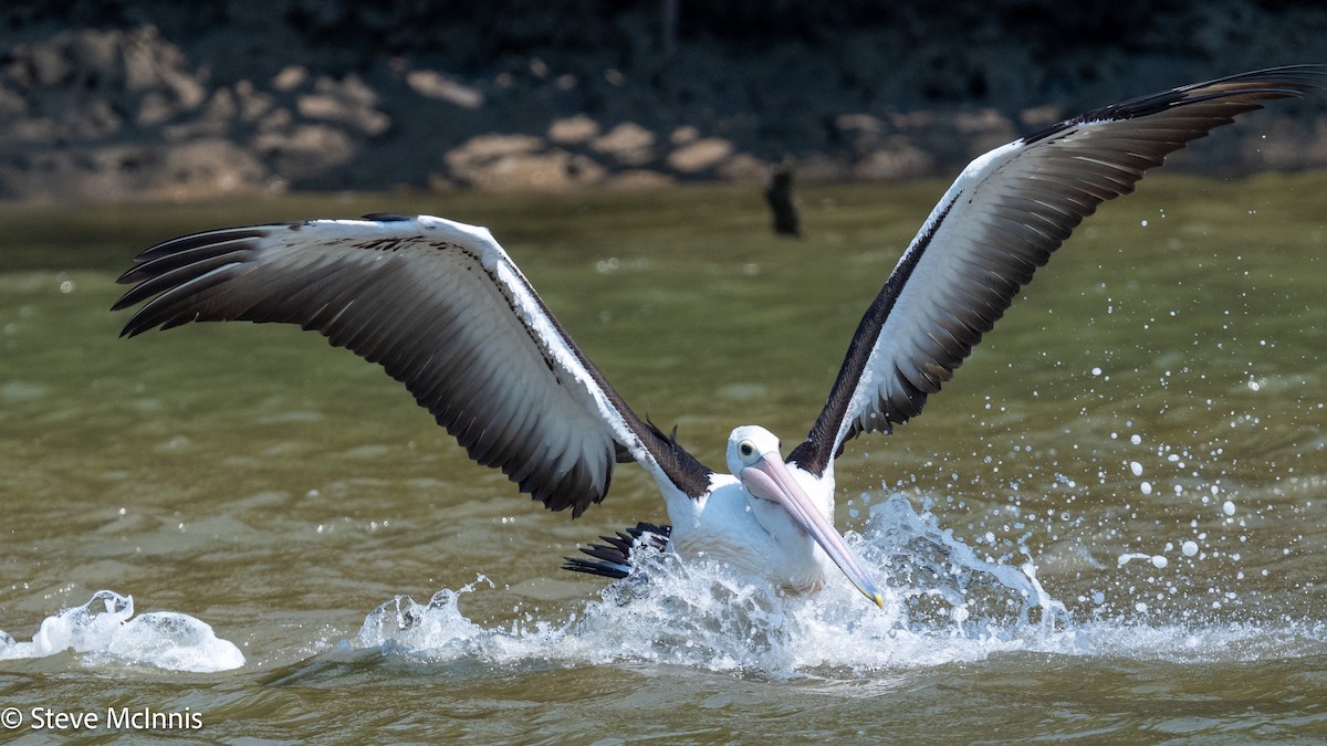 Australian Pelican - ML642080239