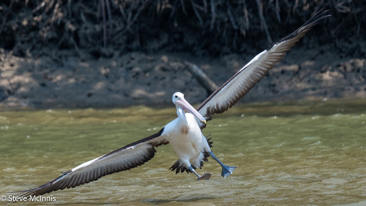 Australian Pelican - ML642080240