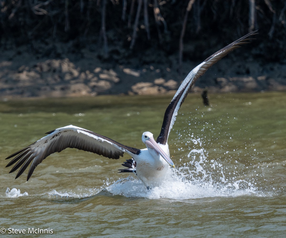 Australian Pelican - ML642080242
