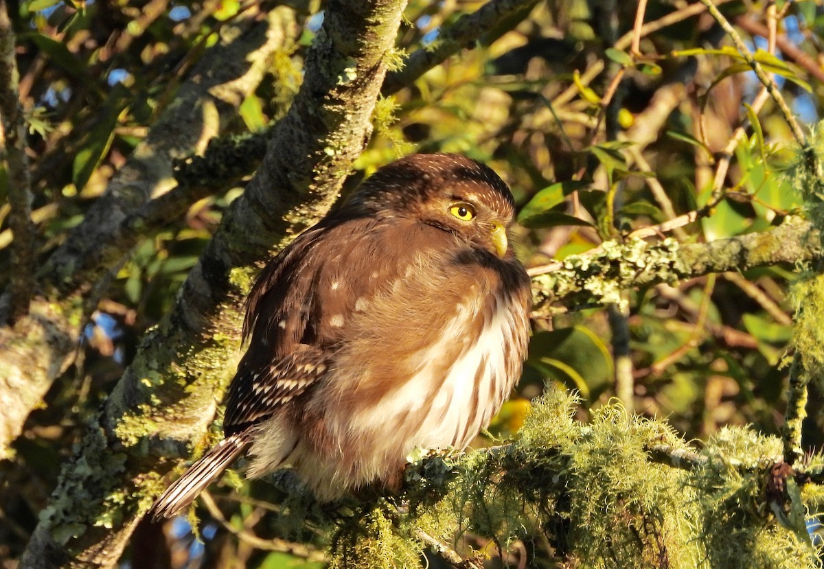 Ferruginous Pygmy-Owl - ML642080250