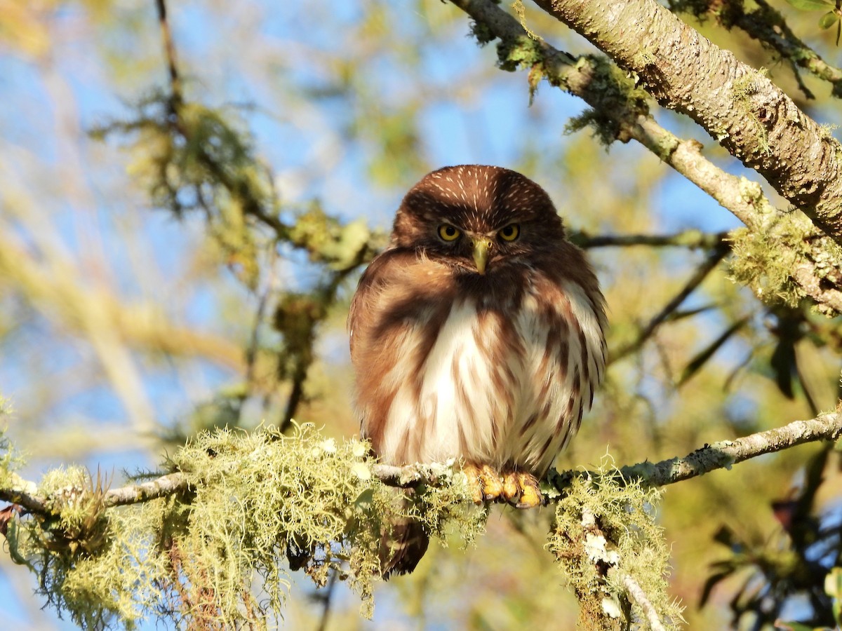 Ferruginous Pygmy-Owl - ML642080251