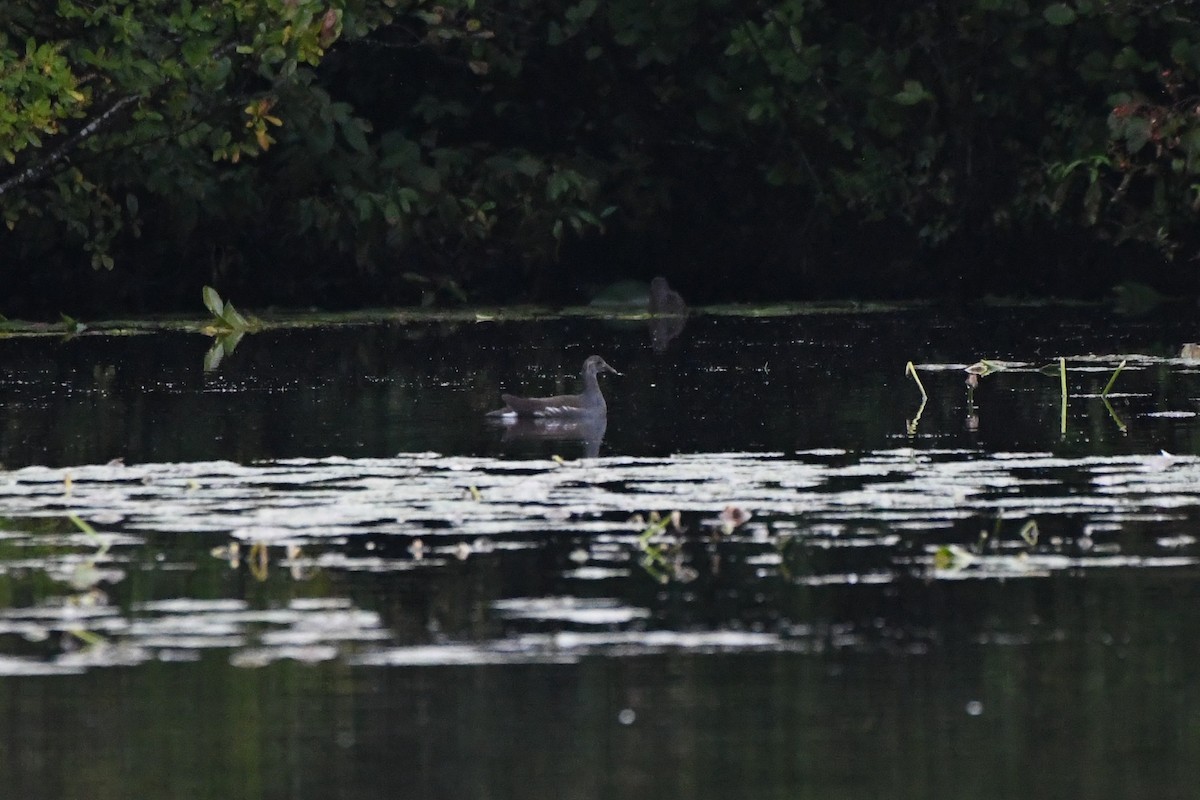 Common Gallinule - ML642080252