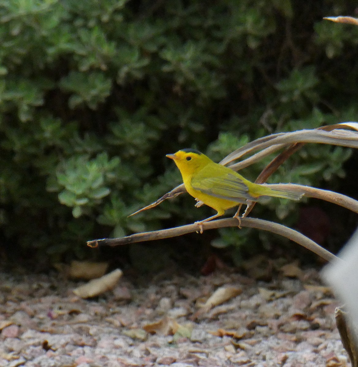 Wilson's Warbler - ML642080268