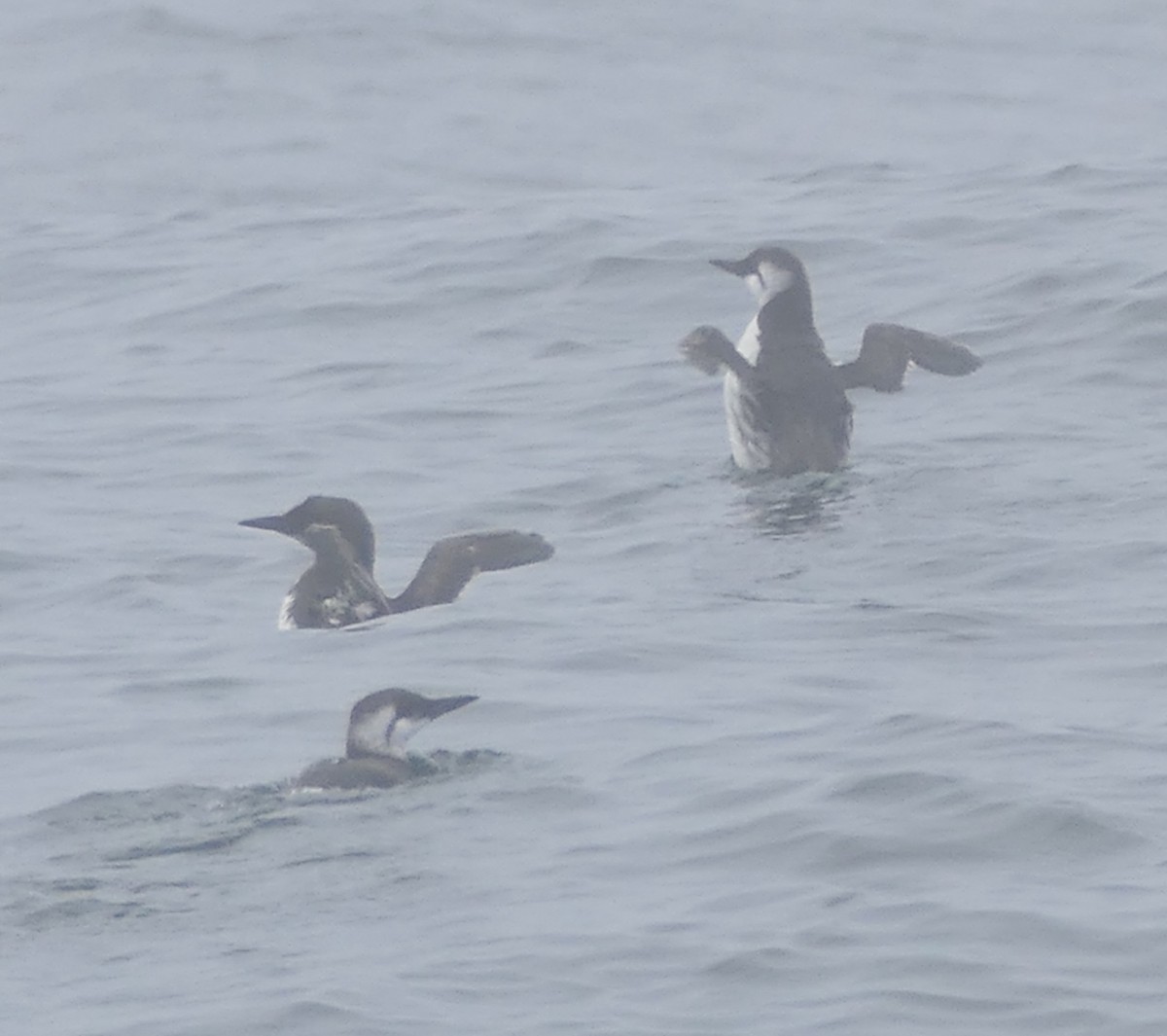 Common Murre - ML642080280