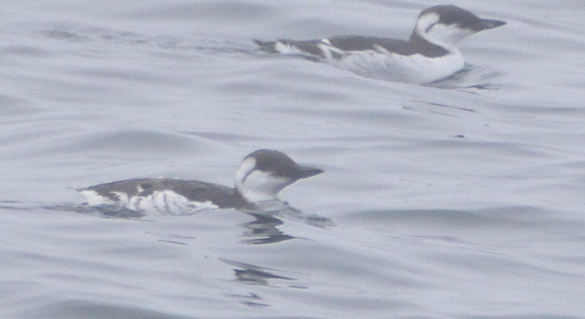 Common Murre - ML642080281