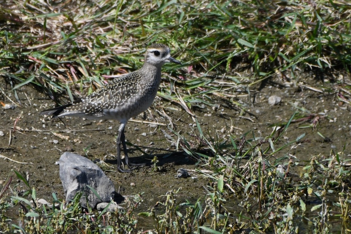 American Golden-Plover - ML642080288