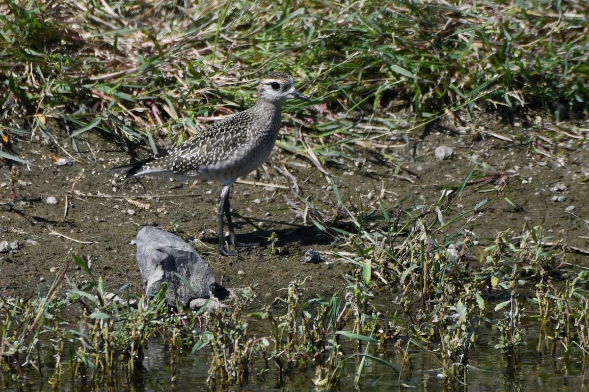 American Golden-Plover - ML642080289