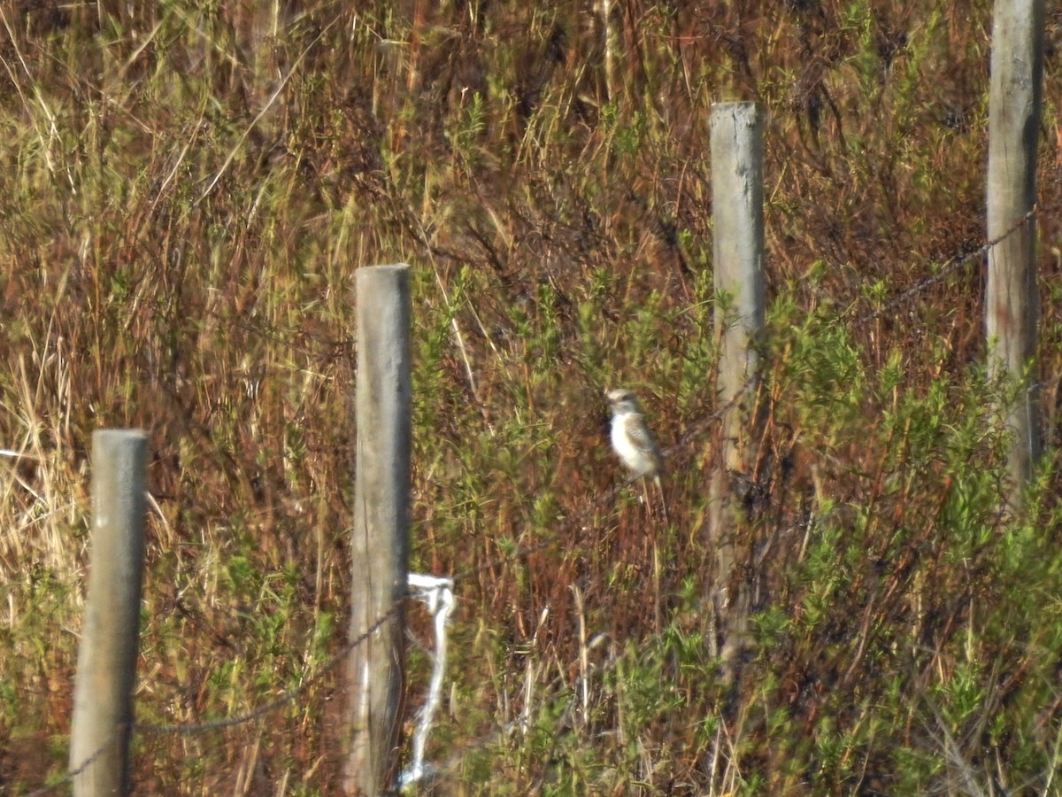 Rotkopfwürger - ML642080298