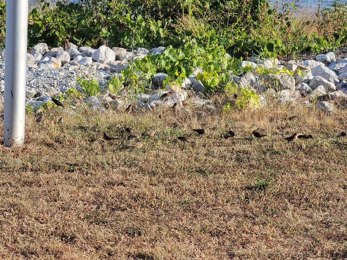 House Sparrow - ML642080317