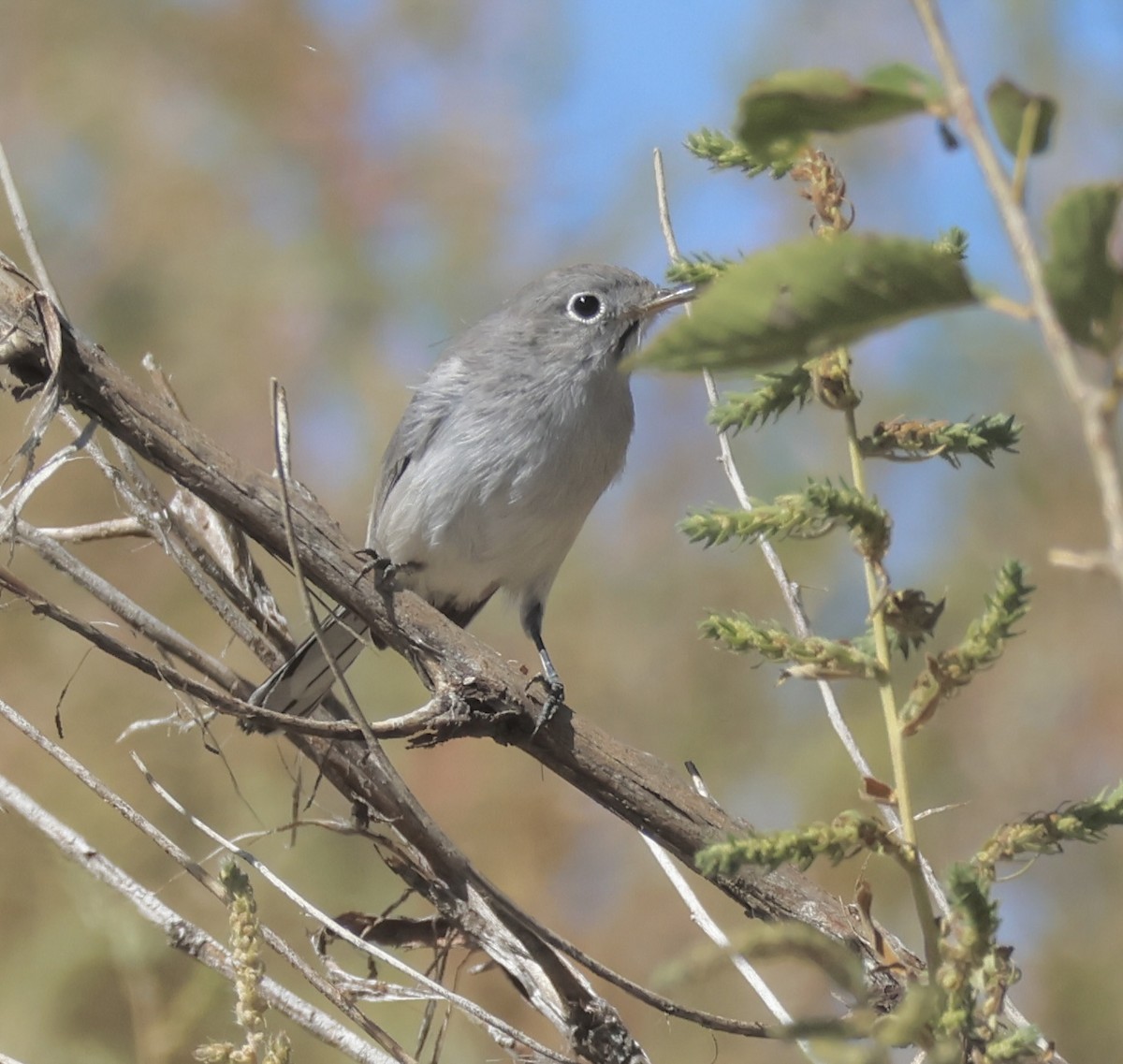Blue-gray Gnatcatcher - ML642080329