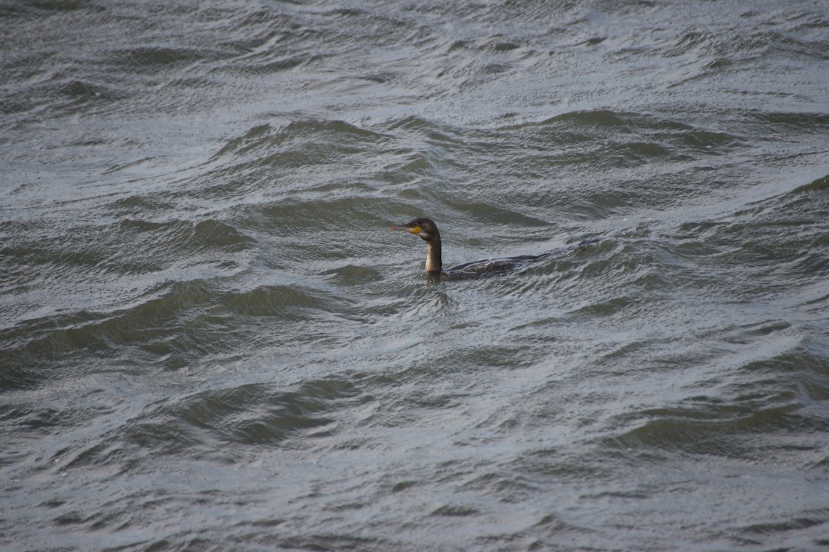 Great Cormorant - ML642080332